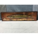 A taxidermy style cased model pike, the fish mounted behind glass on naturalistic ground, in