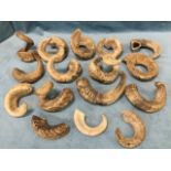 A collection of sixteen dried rams horns. (16)