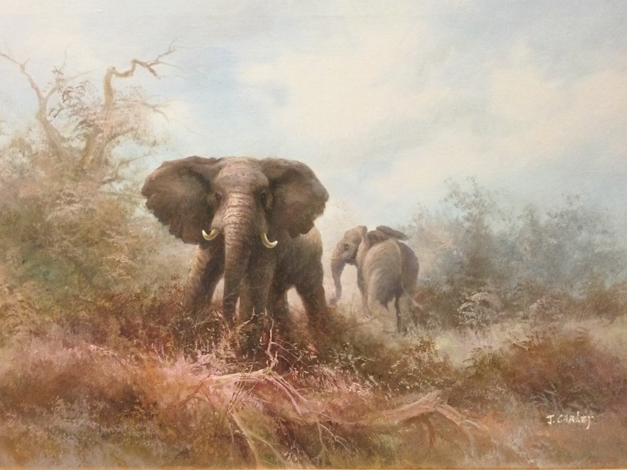 J Carley, oil on canvas, a pair, study of elephants in the bush, signed and framed. (35.75in x 23. - Image 2 of 3