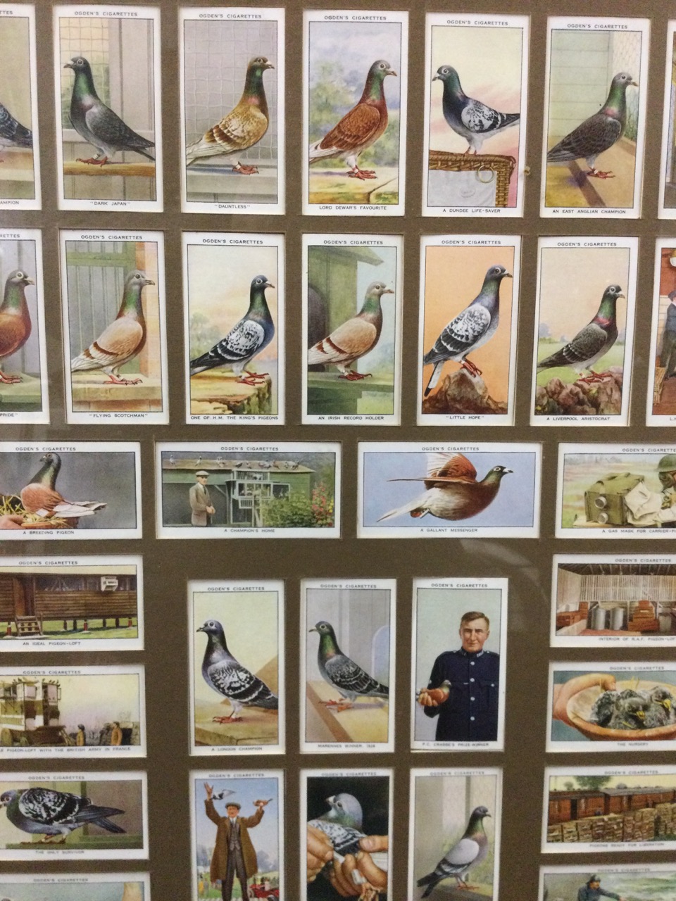 A framed set of Ogden’s racing pigeon cigarette cards, the set of 50 coloured cards under glass, - Image 2 of 3