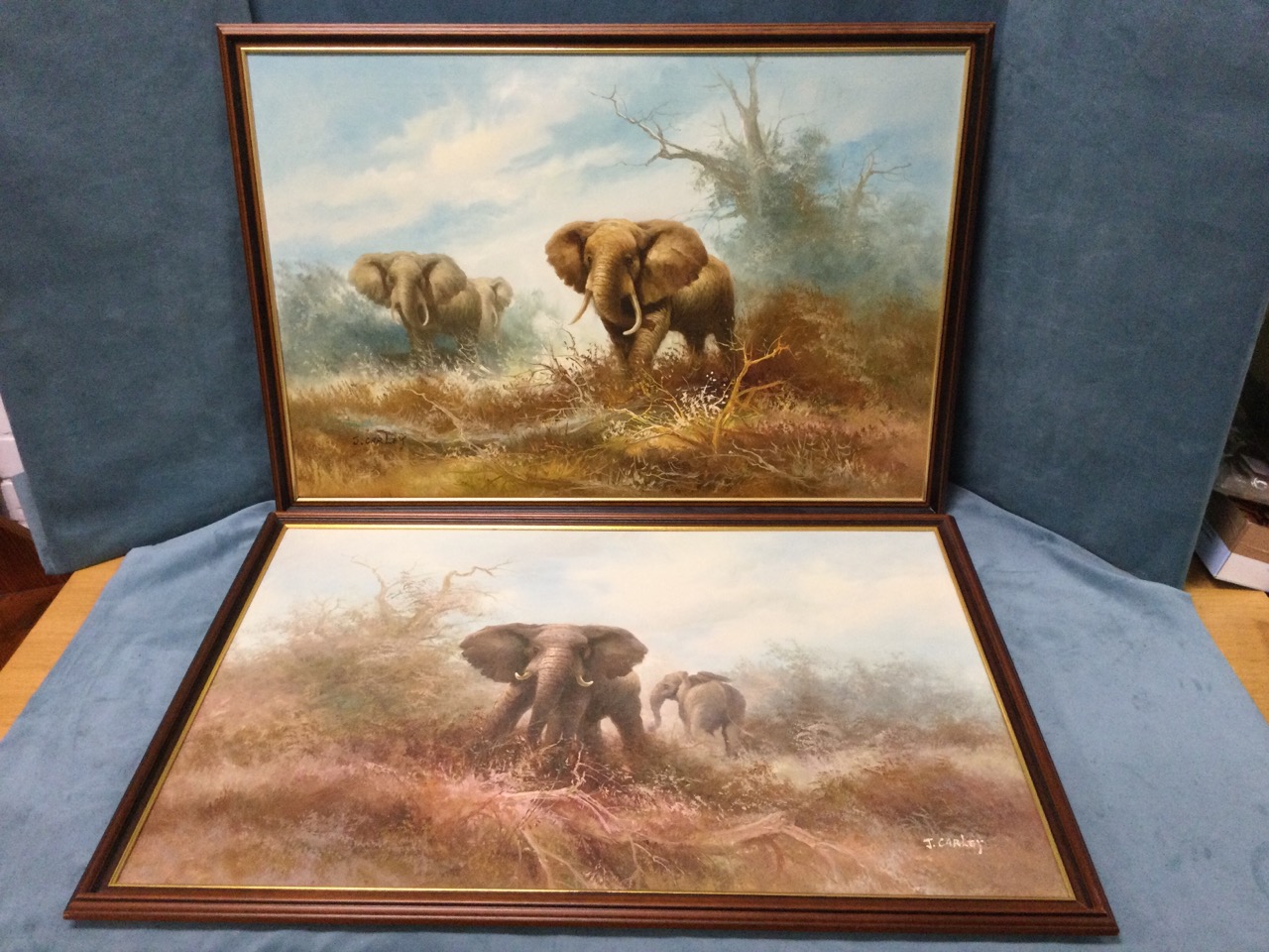 J Carley, oil on canvas, a pair, study of elephants in the bush, signed and framed. (35.75in x 23.