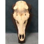 An animal skull mounted on shaped tapering oak shield. (19.75in)