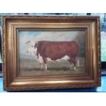 20th Century Continental School oil on canvas study of a prize bull, laid on board, in gilt frame, 2
