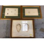 Collection of prints of birds eggs, also birds and various others, glazed frames