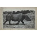 Harry Dixon (1861-1942), oil on card, 'Black Rhino'