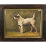 English School, circa 1950, oil on board- Parson Russell Terrier, in gilt and oak frame. 28 x 40cm