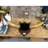Pair of vintage cow horns mounted on a shield