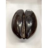 Large Coco De Mer nut (Lodoicea Maldivica), polished surface, approximately 35 x 21cm
