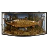 Edwardian preserved Trout in glazed bow front case