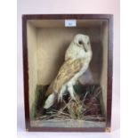 Late Victorian Barn Owl within naturalistic setting in glazed case