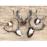 Fallow Buck skull and antlers and four Red Deer antlers (5)