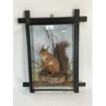 Late Victorian Red Squirrel within naturalistic setting in glazed wall hanging case