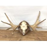 Moose skulls and antlers on shield shaped wall mount