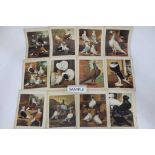 Collection of eighteen 19th century unframed pigeon prints from Cassell's Pigeon Book, 17cm x 21.5cm