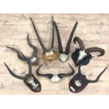 Collection of seven various horns including Oryx, Sable, Kudu, Buffalo, Ram, Kob and Impala Antelope