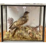 Honey buzzard within naturalistic setting in glazed case
