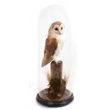 Barn Owl perched on a wooden post under glass dome, on ebonised base (A10 certificate in place)