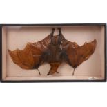 Preserved Fruit Bat with outstretched wings, in glazed case