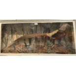 Golden Pheasant within naturalistic setting in glazed case