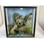 Edwardian group of three Red Squirrels on a branch within a naturalistic setting in glazed case