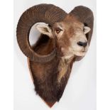 Mouflon Ram head and neck on shield shaped wall mount