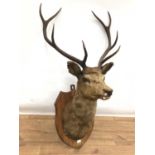 Red Deer head and shoulders on shield shaped wall mount