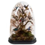 Display of eight Exotic birds within naturalistic setting under a glass dome