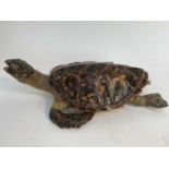 Antique Hawksbill sea turtle