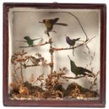 Victorian display of Birds of Paradise in glazed case