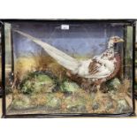 Cock Pheasant displaying variegated plumage within naturalistic setting in glazed case