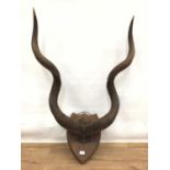 Impressive pair of Kudu horns on shield shaped wall mount
