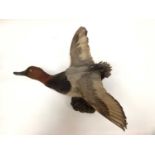 Red-headed duck, female Goldeneye, pair similar and one other duck