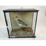 Dunlin within naturalistic setting in glazed case