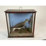 Sandpiper within naturalistic setting in glazed case