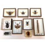 Collection of various beetles, scorpions, lizards and other insects