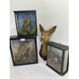 Green woodpecker, great spotted woodepecker and finch all in glazed cases, together with a roe deer