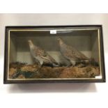 Edwardian pair English Partridges within naturalistic setting in glazed case
