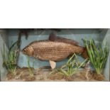 Large preserved Common Carp within naturalistic setting in glazed case