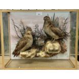 Pair of Woodcock within naturalistic setting in glazed wall hanging case