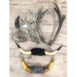 Selection of various horns and antlers including stag, deer and cow