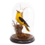 Golden Oriole perched on a branch, under glass dome