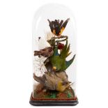 Display of five Exotic birds within a naturalistic setting under glass dome
