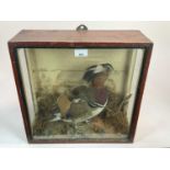 Mandarin Duck within naturalistic setting in glazed case