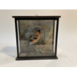 Male Bullfinch perched in naturalistic setting in glazed case