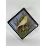 Yellow Finch perched in naturalistic setting in glazed wall hanging case