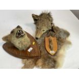 Fox mask on shield shaped oak wall mount, one other fox mask, fox paw and rabbit fur pelt