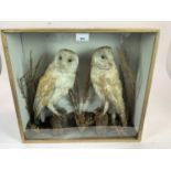 Pair Barn Owls within naturalistic setting in glazed case