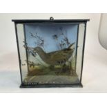 Water Rail within naturalistic setting in glazed case