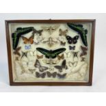 Early/Mid 20th century display of butterflies in glazed case
