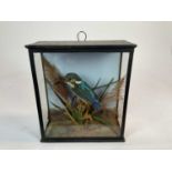 Kingfisher perched in a naturalistic setting in glazed case